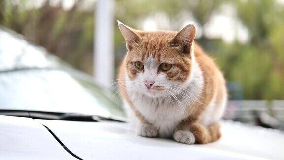 可爱的姜黄色虎斑猫躺在车上警觉地环顾四周目不转睛地盯着自己的眼睛4K电影慢动作