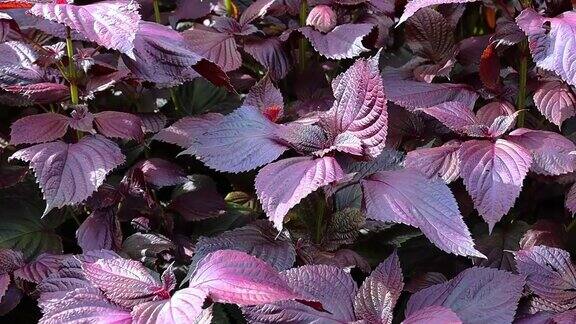 新鲜紫苏植物