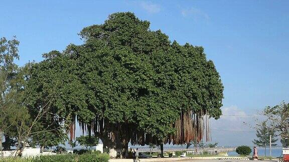 一棵巨大的树
