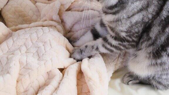猫用爪子把毯子弄皱了
