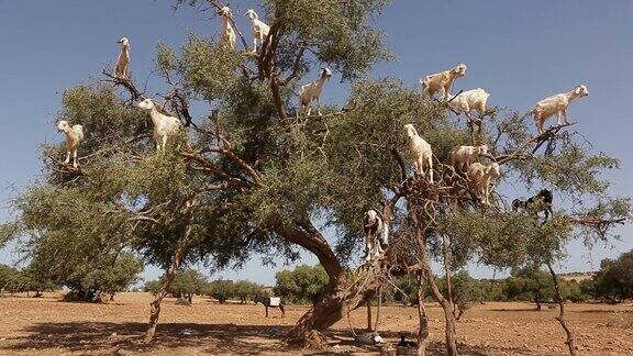 山羊爬上摩洛哥坚果树并吃坚果摩洛哥