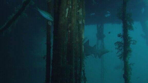 斑点齿鲨-沙虎鲨-正在一艘沉船中游泳