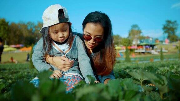 年轻的母亲和女儿在农场采摘草莓