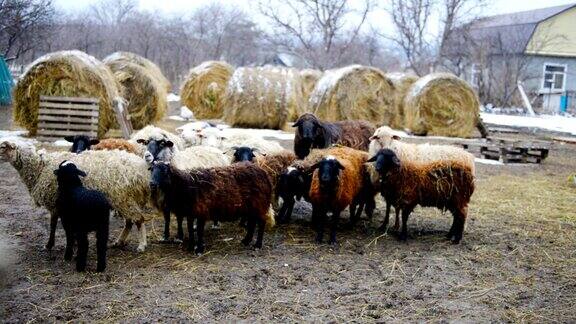 冬天农场里的羊群