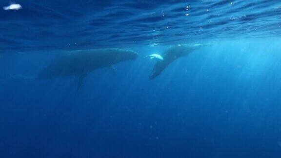 座头鲸妈妈和幼崽在太平洋的阳光下水下