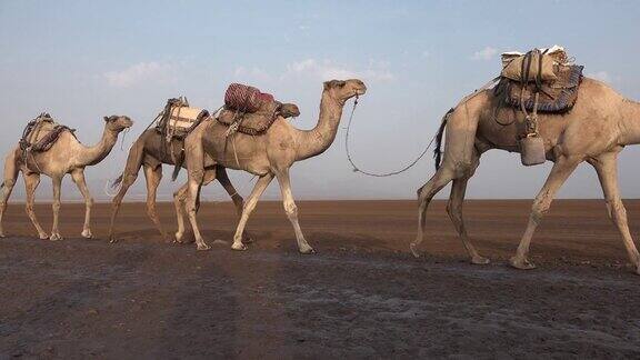 埃塞俄比亚沙漠中的骆驼商队