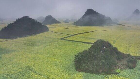 雾中油菜地耸立着几座孤立的山峰