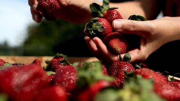 选择新鲜的草莓