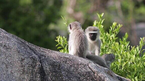 长尾猴和他的家人生活在一起美丽的时刻在克鲁格公园-动物在野外