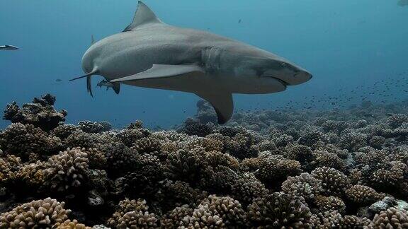 来自太平洋塔希提岛附近的柠檬鲨海洋生物与鲨鱼游泳附近的珊瑚礁在海洋在清澈的水中跳水-4K