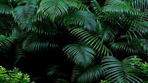 明亮多汁异国情调的热带绿色丛林森林赤道气候