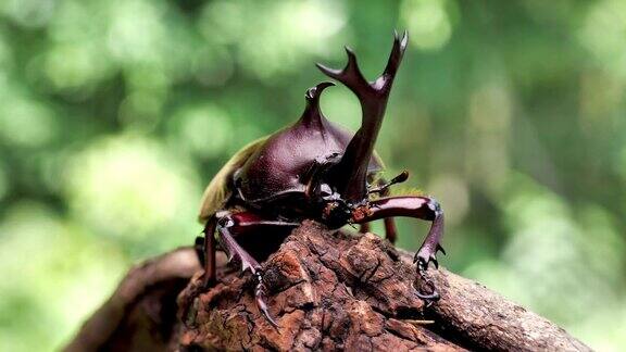 日本犀牛甲虫