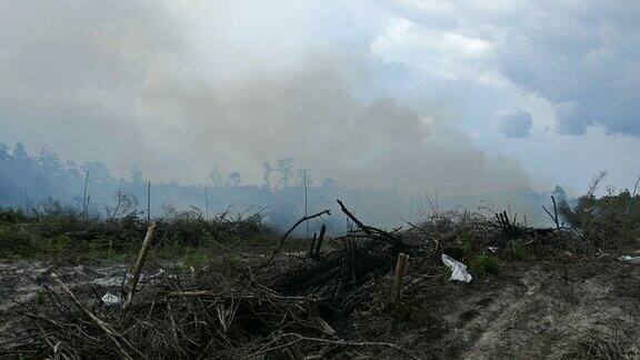 印尼棕榈油种植园的雨林破坏
