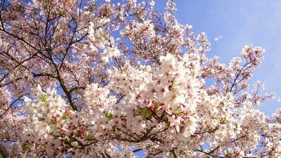 樱花的树鲜艳的粉红色樱花在春天盛开美丽的樱花