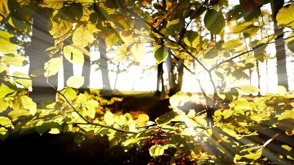 秋日的树木和草原阳光明媚