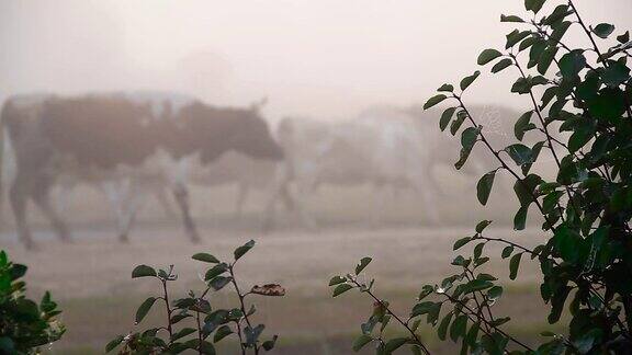 雾中的一群牛
