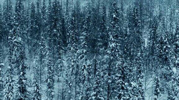 雅库特白雪覆盖的针叶林