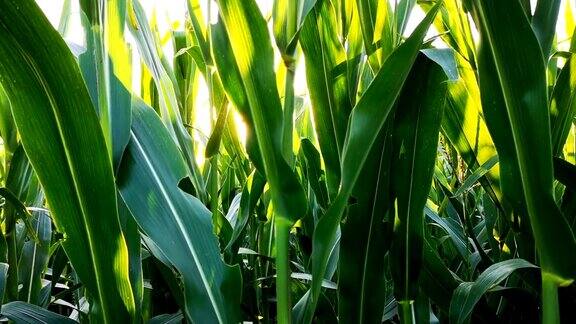 玉米在地里生长