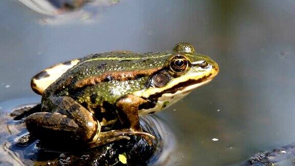 池塘上的绿色沼泽青蛙欧洲野生动物