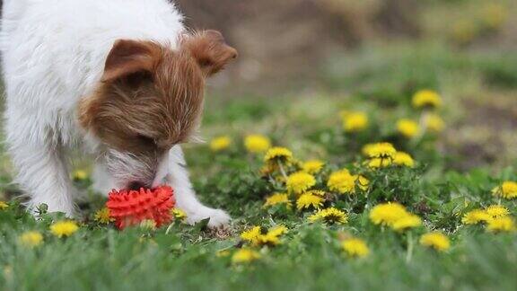 可爱的可爱的可爱的宠物狗小狗玩玩具在草地上与鲜花在春天