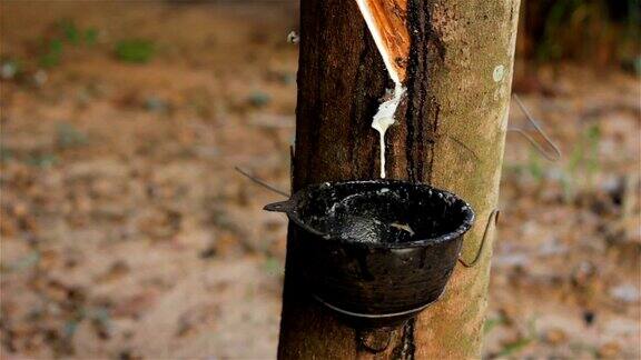 从泰国的一棵橡胶树中提取乳胶