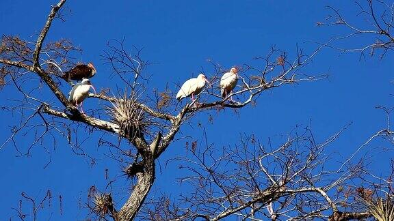 一群白鹮栖息在树上