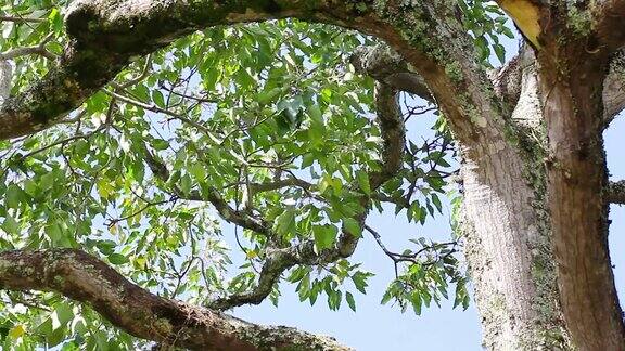 一棵长满青苔的老树的树枝上的绿叶在高清