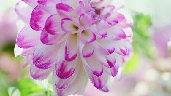 白色和紫色的大丽花