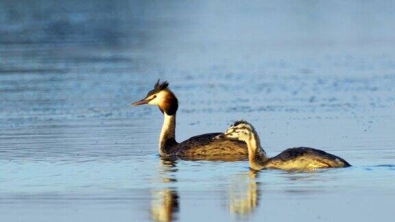 鸟-大冠毛鸊鷉(Podicepscristatus)和小鸊鷉在一个阳光明媚的夏日早晨在湖上游泳