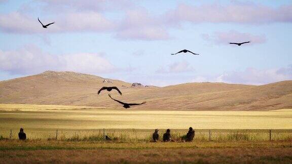 日落时分戈壁草原上秃鹫的美景