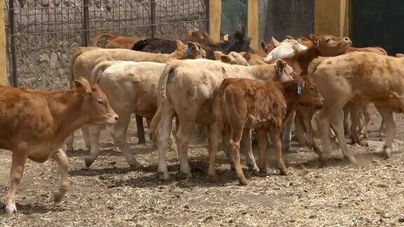 在西班牙的一个农场里一群慢动作的牛正在站立和行走
