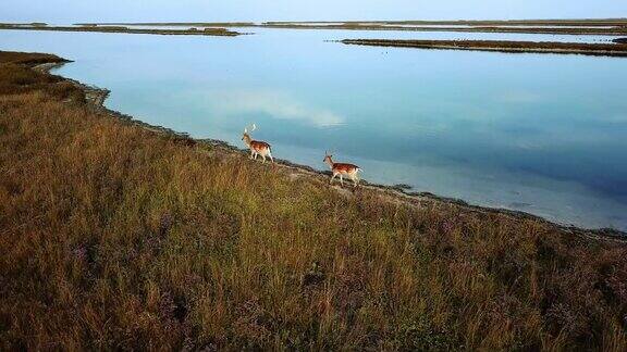 鸟瞰图的鹿家庭在湖上