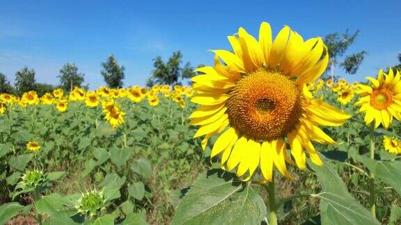 蔚蓝的天空中有4K朵美丽的向日葵黄色的农田里种着向日葵