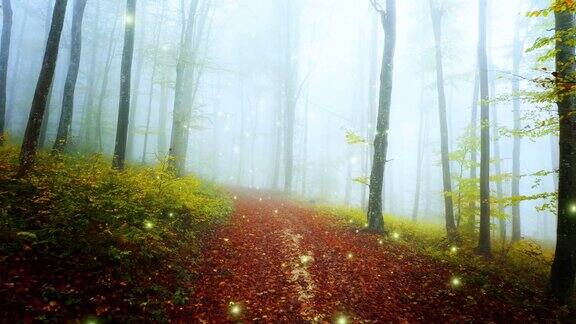 神秘的萤火虫在秋天雾蒙蒙的森林里飞翔