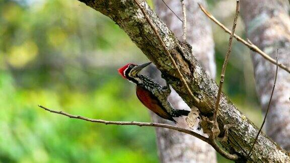 大火背啄木鸟在树皮上钻孔在自然界中寻找昆虫一样的食物