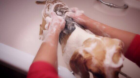4K比格犬用泡沫洗澡