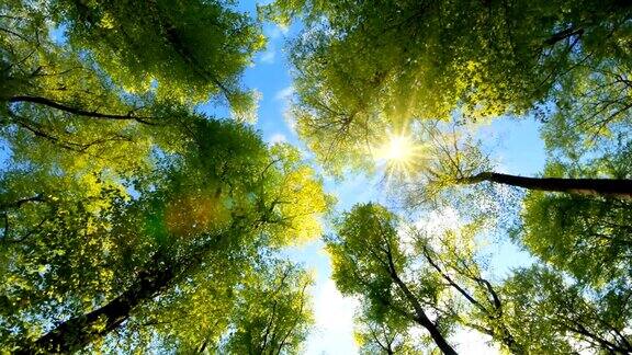 阳光温柔地照过树梢
