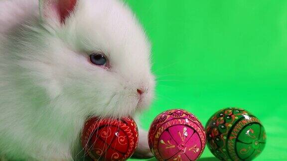 白色的小复活节兔子和彩色的复活节蛋