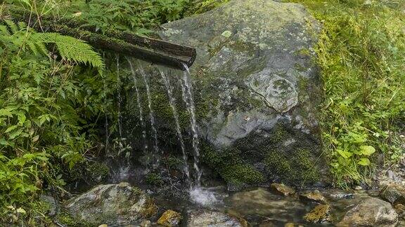 山泉在泉水中饮水