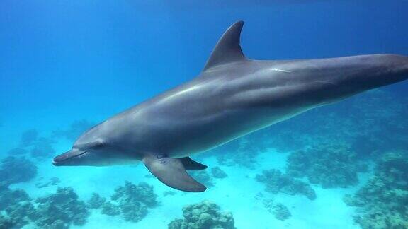 海豚在潜水员附近游泳