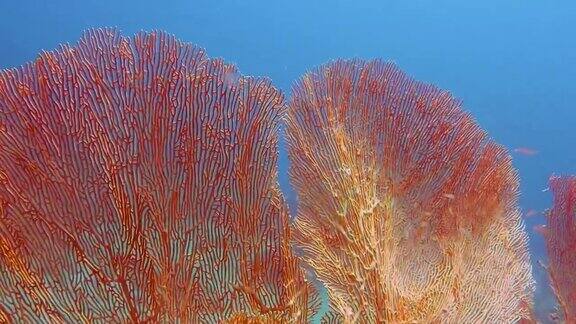 水下健康的柳珊瑚海扇珊瑚礁
