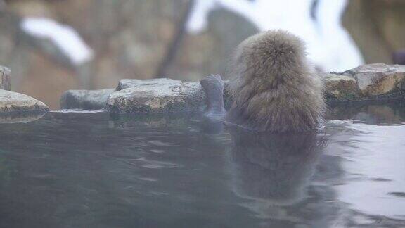 日本雪猴喜欢户外沐浴和泡温泉