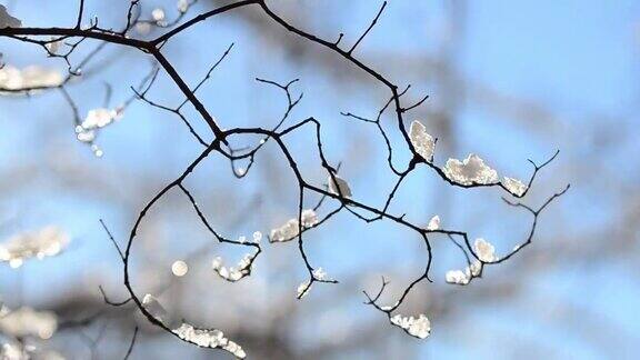 雪和雪花在树枝和灌木的背景下阳光的射线在冬天拍摄