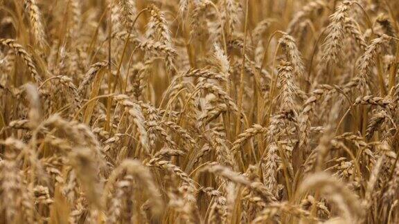 降雨天气中小麦的小穗黄麦田风近缓慢的运动农业、农业、麦片