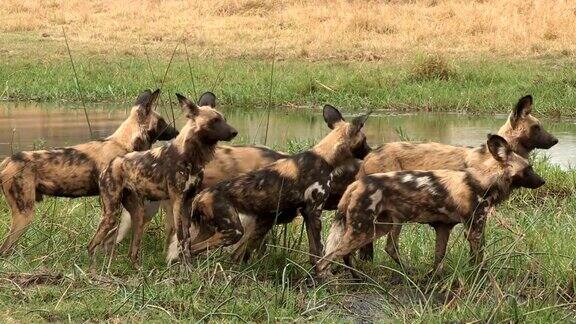 一群野狗正准备过河