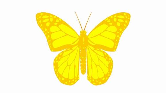 动画黄色蝴蝶襟翼毛圈的视频平面矢量插图孤立在白色背景