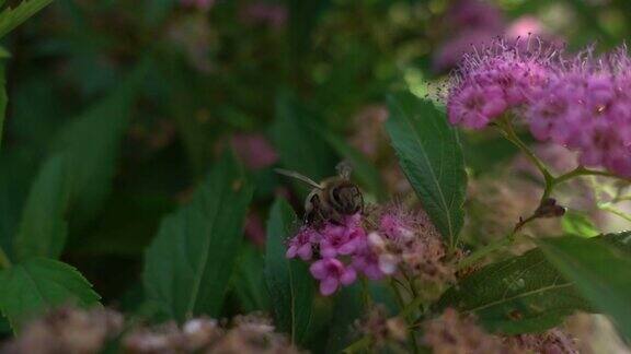 一只蜜蜂以极慢的动作从花朵上采集花粉