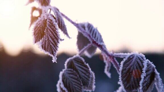 夕阳下冰冻的树莓树枝