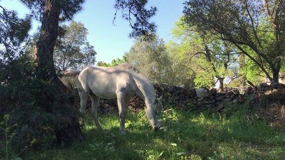 森林里吃草的白马