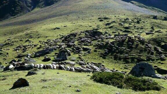 绵羊在山上吃草